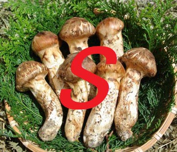 可愛い子　大集合！！（ｓ）
